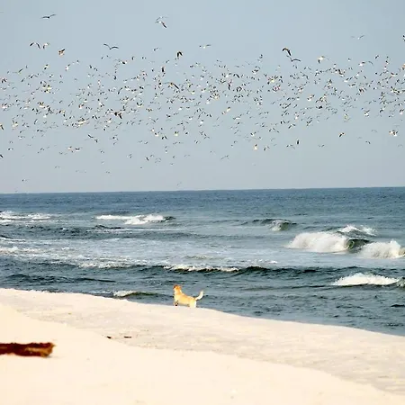 Apartment White Pearl 1.07